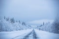 Snowy road surrounded by pine trees Royalty Free Stock Photo