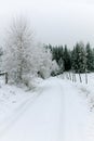 Snowy road, tree and spruce tree forest covered by fresh snow during Winter Christmas time.