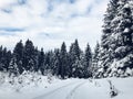 Snowy road through the white woods, trees covered with snow under the cloudy sky Royalty Free Stock Photo