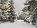 Snowy road in winter forest with snow covered spruce trees Brdy Mountains, Hills in central Czech Republic, golden hour Royalty Free Stock Photo