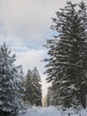 Snowy road in winter forest with snow covered spruce trees Brdy Mountains, Hills in central Czech Republic, sunny day Royalty Free Stock Photo
