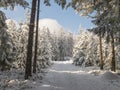 Snowy road in winter forest with snow covered spruce trees Brdy Mountains, Hills in central Czech Republic, sunny day Royalty Free Stock Photo