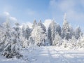 Snowy road in winter forest with snow covered spruce trees and group of people in distance. Brdy Mountains, Hills in Royalty Free Stock Photo