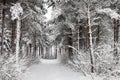 Snowy Road through the wintry forest Royalty Free Stock Photo