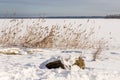 Dead reeds at winter near frozen lake. Royalty Free Stock Photo