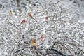 Snowy rose bush full of songbirds. Royalty Free Stock Photo