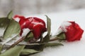 Snowy roses scattered on the snow. Macro.