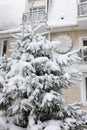 Snowy rural landscape, winter rural landscape, frosty day, snow-covered trees. Pines, spruces, trees in fluffy snow. New Year