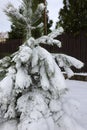 Snowy rural landscape, winter rural landscape, frosty day, snow-covered trees. Pines, spruces, trees in fluffy snow. New Year