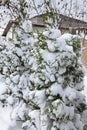 Snowy rural landscape, winter rural landscape, frosty day, snow-covered trees. Pines, spruces, trees in fluffy snow. New Year