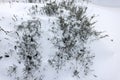 Snowy rural landscape, winter rural landscape, frosty day, snow-covered trees. Pines, spruces, trees in fluffy snow. New Year