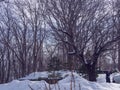 Snowy scene during hike to Mount Moiwa, Sapporo, Hokkaido, Japan