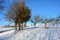 Snowy scenery with trees, street and blue sky