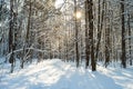 Snowy Scenic Landscape With Narrow Path In Winter Forest