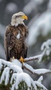 Snowy Sentinel: A Majestic Portrait of an Elderly Bald Eagle Gua