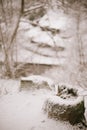 Snowy Sentinel: Nature's Blanket on the Forest Stump