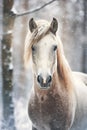 Snowy Serenity: A Captivating Portrait of a White Horse with Flo Royalty Free Stock Photo