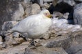 Snowy Sheathbill - Antarctica