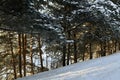 A snowy slope near a strip of pines. Snow covered branches. With the sun rays cutting through