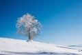 A snowy slope with tree on top of the mountain with a clear blue sky on a sunny day Royalty Free Stock Photo