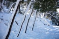 Snowy sloping trees, broken branches background, texture