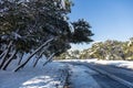 Snowy sloping trees over slippery road, background