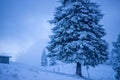 Snowy Solitude - Winter Landscape In Rarau Mountains with Pine Trees