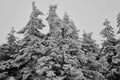 Snowy spruce forest in the mountains. Royalty Free Stock Photo