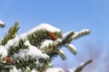 Snowy spruce in the winter forest Royalty Free Stock Photo