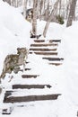 Snowy stairs