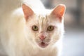 Snowy Stare: The Enchanting White Cat Portrait Royalty Free Stock Photo