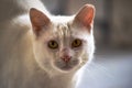 Snowy Stare: The Enchanting White Cat Portrait Royalty Free Stock Photo