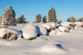 Snowy stone wall with juniper bush in the landscape Royalty Free Stock Photo