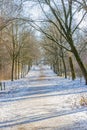 Snowy straight dirt road between bare trees in a Dutch park