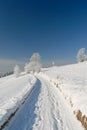 A straight road is covered with snow, Gorce, Poland