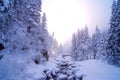 Snowy stream in the forest with sun