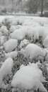 Snowy street view branch bush, march weather black and white background