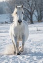 Snowy Stroll: White Horse Sauntering in a Wintry Wonderland