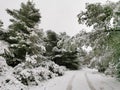 Snowy subtropical evergreen forest with ice road. Snow tale landscape with heavy snowfall