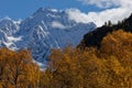 Snowy summit and glacier over a range of orange larches Royalty Free Stock Photo
