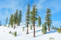 Snowy Summit of Mt. Mammoth with Evergreen Trees