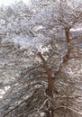 Snowy sunlit branches on a large tree