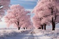 Snowy sunrise trees and fields awash in dawn light, sunrise and sunset wallpaper
