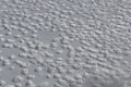 Snowy surface with a lot of duck tracks Royalty Free Stock Photo