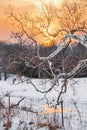 Snowy Sycamore Sunset Royalty Free Stock Photo