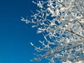 Snowy tree