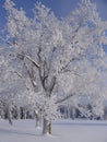 Snowy tree