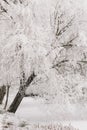 Snowy tree above a frozen lake, in a beautiful and magical enchanted forest. vertical image