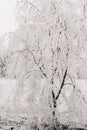 Snowy tree above a frozen lake, in a beautiful and magical enchanted forest.vertical image