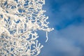 Snowy tree from below blue sky background Royalty Free Stock Photo